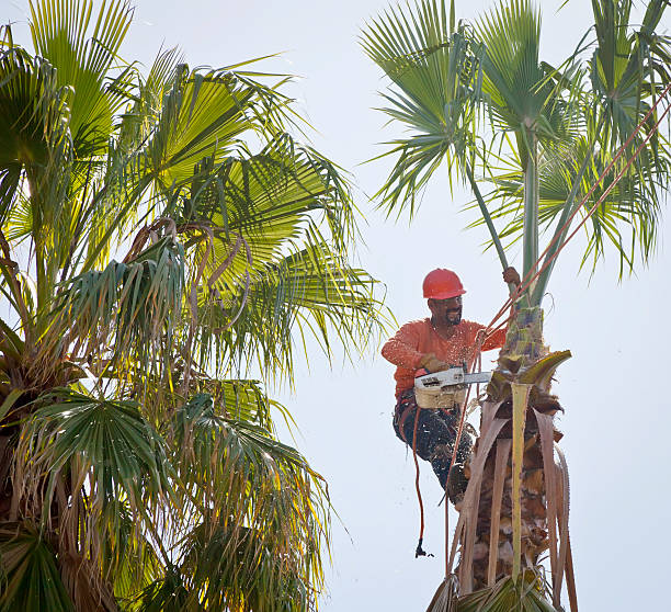 Best Dead Tree Removal  in Sudley, VA